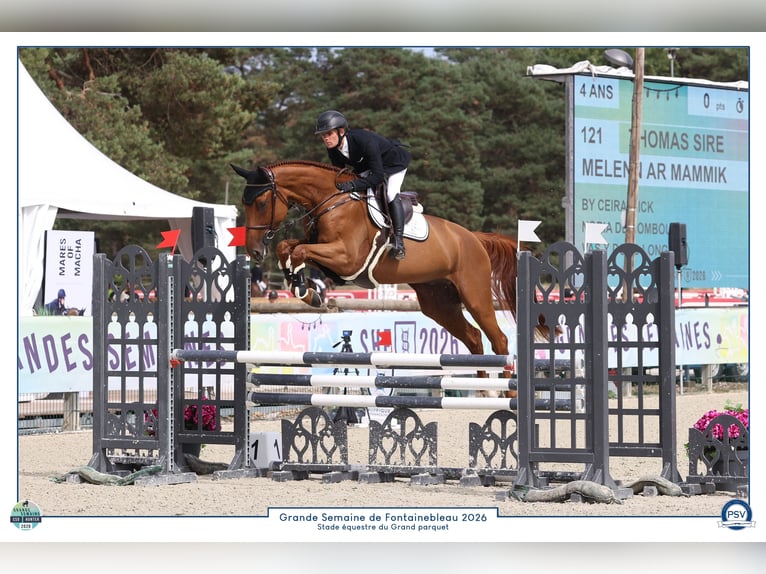 Francés de silla (Selle francais) Caballo castrado 4 años 169 cm Alazán in Plédran