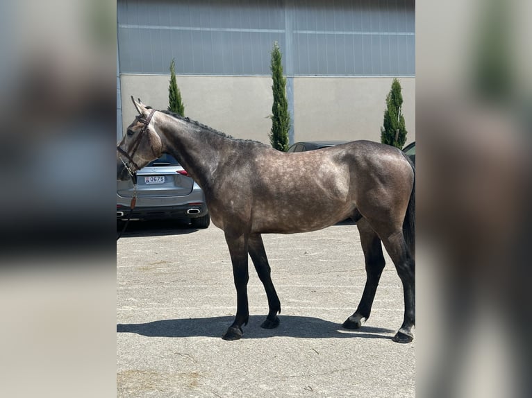 Francés de silla (Selle francais) Caballo castrado 4 años 169 cm Tordo in Grilly