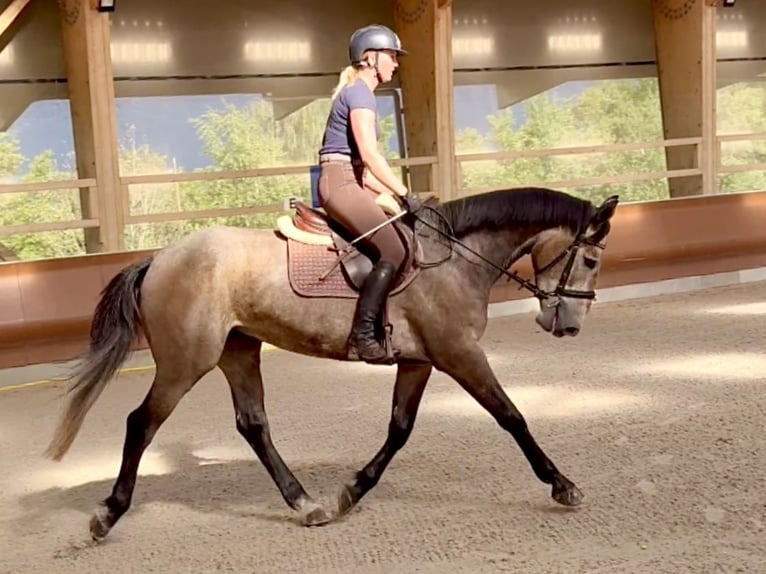 Francés de silla (Selle francais) Caballo castrado 4 años 169 cm Tordo in Grilly
