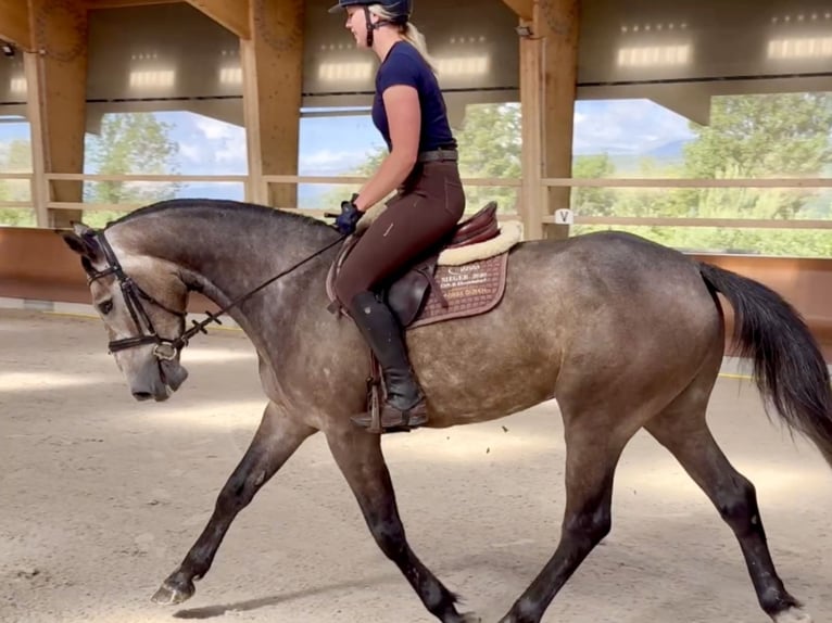 Francés de silla (Selle francais) Caballo castrado 4 años 169 cm Tordo in Grilly