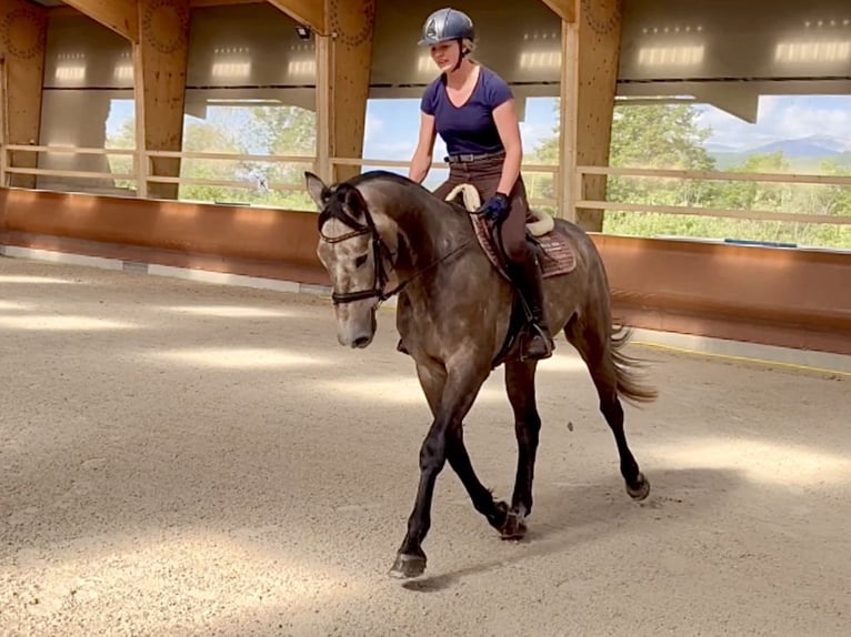 Francés de silla (Selle francais) Caballo castrado 4 años 169 cm Tordo in Grilly