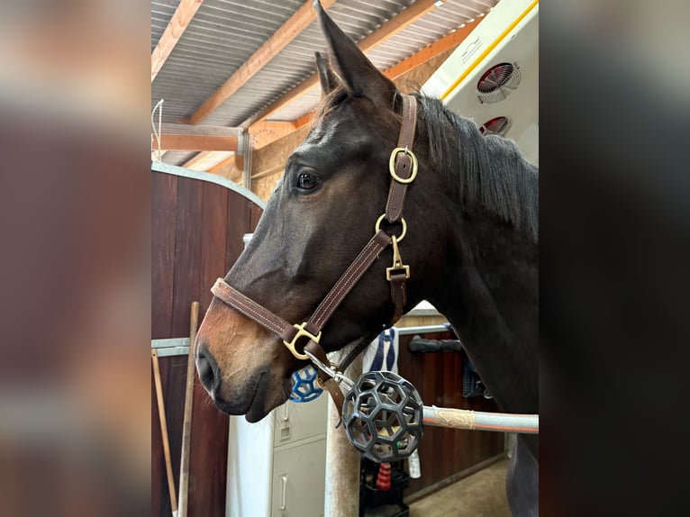 Francés de silla (Selle francais) Caballo castrado 4 años 170 cm Castaño oscuro in Victot-en-auge