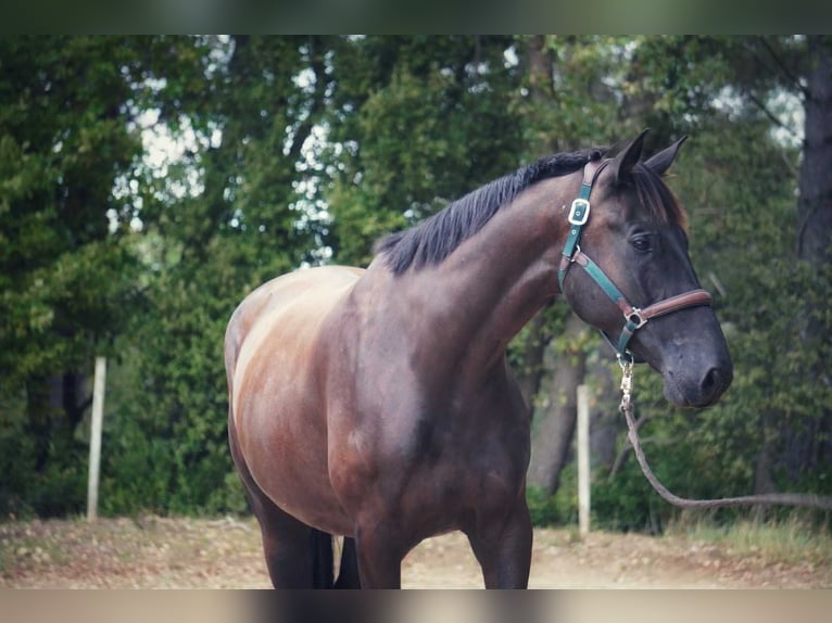 Francés de silla (Selle francais) Caballo castrado 4 años 170 cm Negro in Mornas Francés de silla (Selle francais) Caballo castrado 4 años 170 cm Negro in Mornas