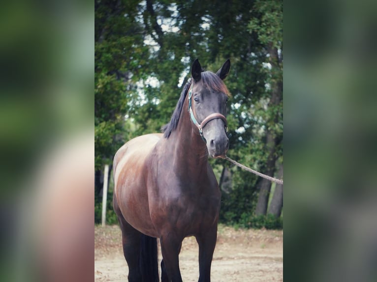 Francés de silla (Selle francais) Caballo castrado 4 años 170 cm Negro in Mornas Francés de silla (Selle francais) Caballo castrado 4 años 170 cm Negro in Mornas