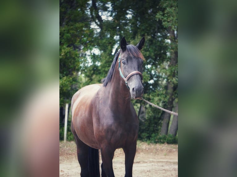 Francés de silla (Selle francais) Caballo castrado 4 años 170 cm Negro in Sardieu
