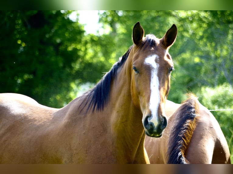 Francés de silla (Selle francais) Caballo castrado 5 años 161 cm Castaño in HIESSE