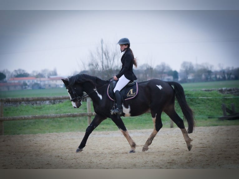 Francés de silla (Selle francais) Mestizo Caballo castrado 5 años 163 cm Overo-todas las-capas in Saint hippolyte