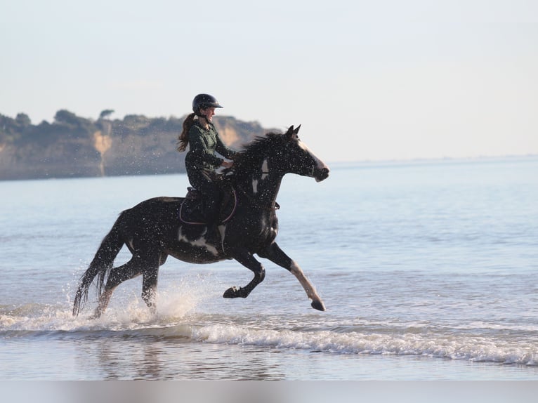 Francés de silla (Selle francais) Mestizo Caballo castrado 5 años 163 cm Overo-todas las-capas in Saint hippolyte