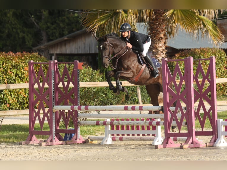 Francés de silla (Selle francais) Caballo castrado 5 años 164 cm Castaño oscuro in Oise