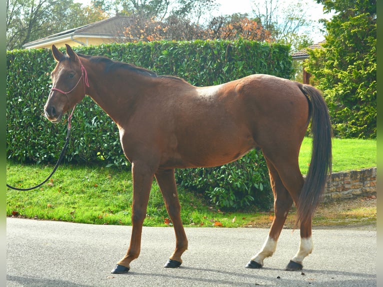 Francés de silla (Selle francais) Caballo castrado 5 años 167 cm Alazán-tostado in Marboz