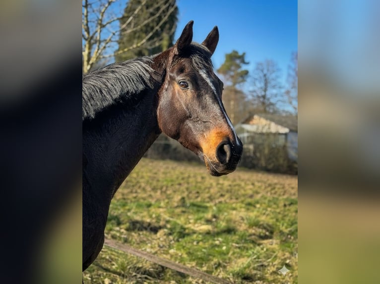 Francés de silla (Selle francais) Caballo castrado 5 años 168 cm Morcillo in Trooz