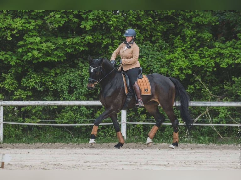Francés de silla (Selle francais) Caballo castrado 5 años 173 cm Morcillo in les thuiles