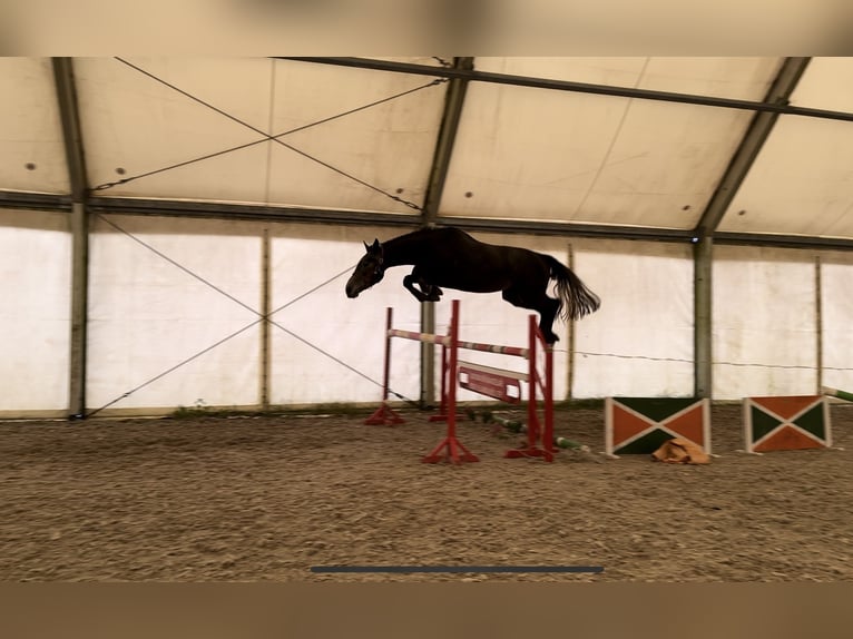 Francés de silla (Selle francais) Caballo castrado 5 años 180 cm Tordo in Czech Republic
