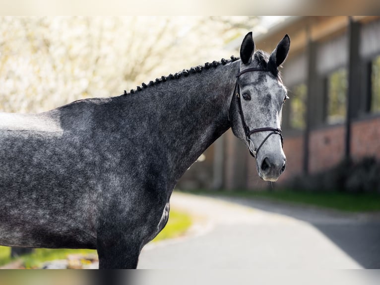 Francés de silla (Selle francais) Caballo castrado 5 años 180 cm Tordo in Czech Republic