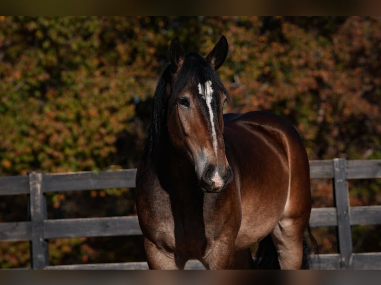 Francés de silla (Selle francais) Mestizo Caballo castrado 6 años 165 cm Buckskin/Bayo in Clover