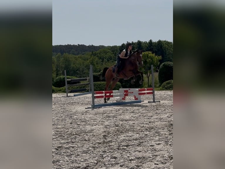 Francés de silla (Selle francais) Caballo castrado 6 años 165 cm Castaño in Liège