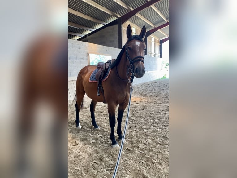 Francés de silla (Selle francais) Caballo castrado 6 años 165 cm Castaño in Altkirch