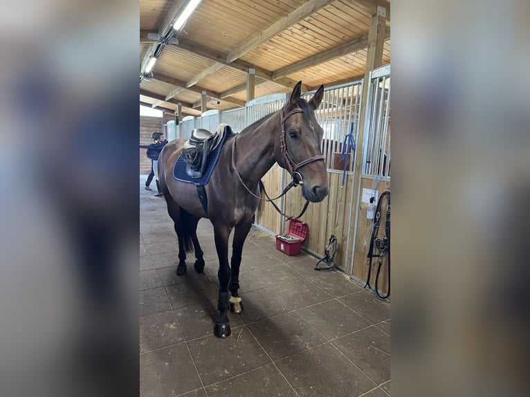 Francés de silla (Selle francais) Caballo castrado 6 años 165 cm Castaño in Hereclean