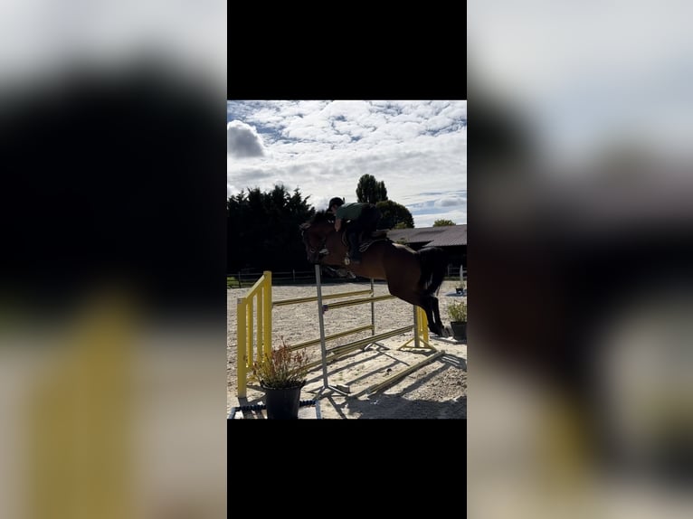 Francés de silla (Selle francais) Caballo castrado 6 años 166 cm Castaño in Dourdan
