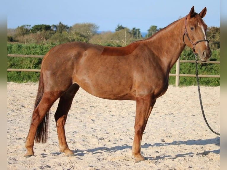 Francés de silla (Selle francais) Caballo castrado 6 años 167 cm  in Uzeste