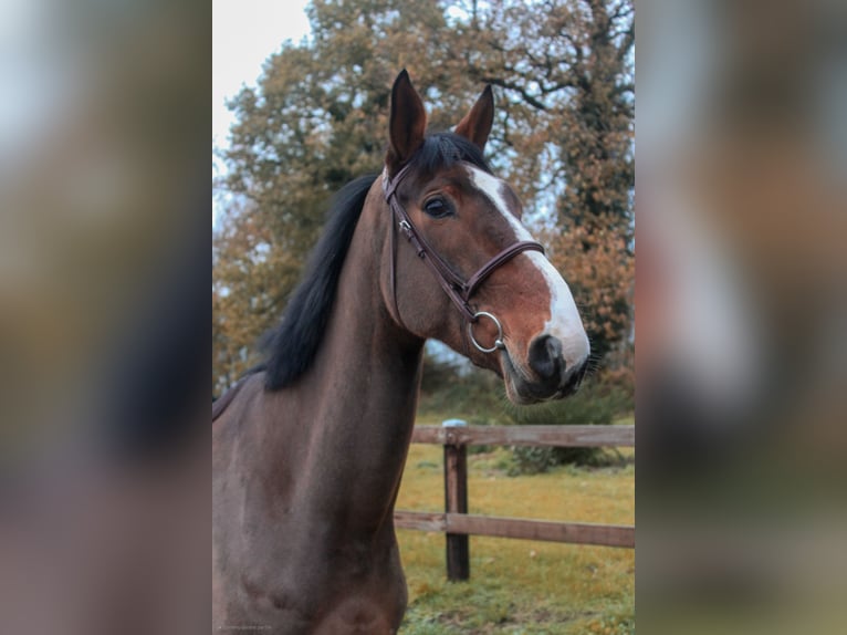 Francés de silla (Selle francais) Caballo castrado 6 años 167 cm Castaño in Saint-Georges-de-Reintembault