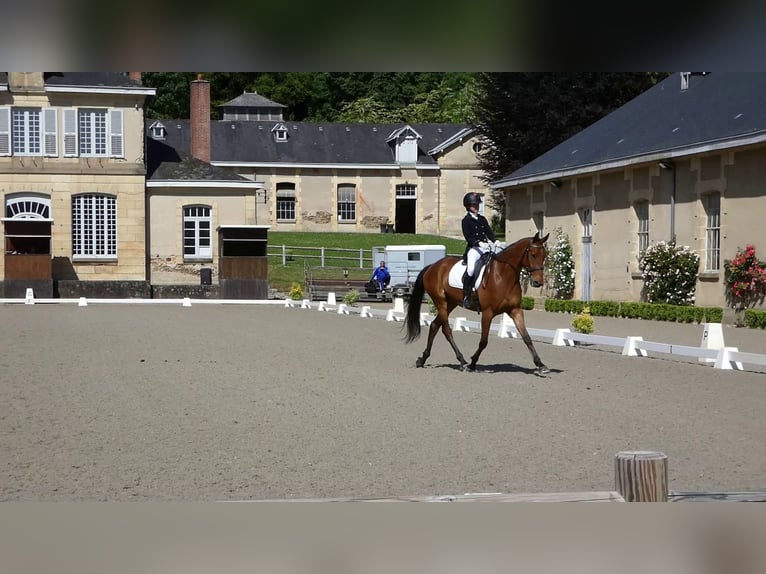 Francés de silla (Selle francais) Caballo castrado 6 años 167 cm Castaño in Saint-Just-en-Chevalet