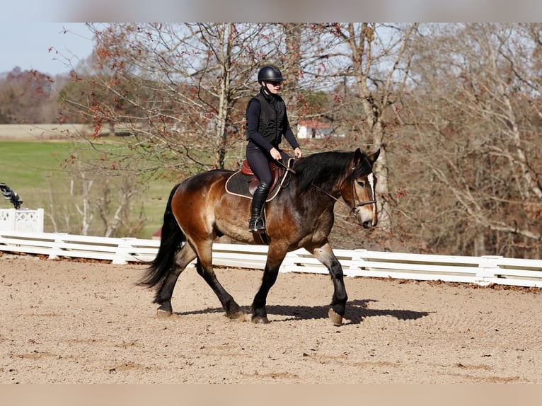 Francés de silla (Selle francais) Mestizo Caballo castrado 6 años 168 cm Buckskin/Bayo in Clover