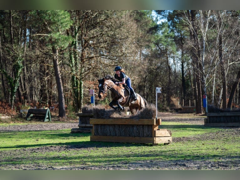 Francés de silla (Selle francais) Caballo castrado 6 años 169 cm Castaño oscuro in Bécon-les-Granits