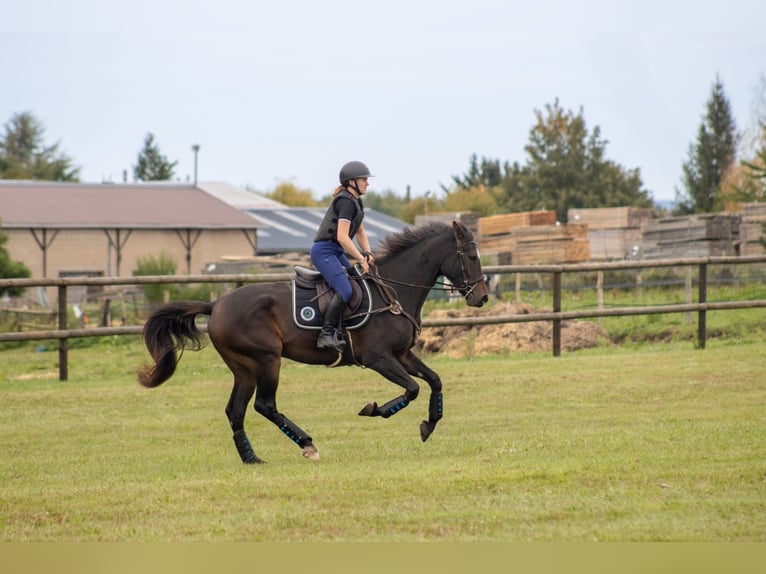 Francés de silla (Selle francais) Caballo castrado 6 años 169 cm Castaño oscuro in Bécon-les-Granits
