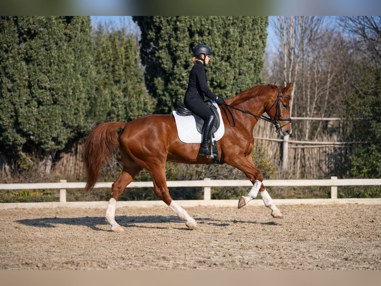 Francés de silla (Selle francais) Caballo castrado 6 años 170 cm Alazán in Bouche du Rhone
