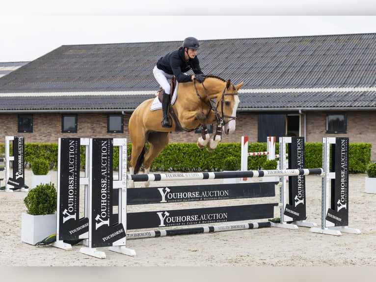 Francés de silla (Selle francais) Caballo castrado 6 años 172 cm Bayo in Waddinxveen