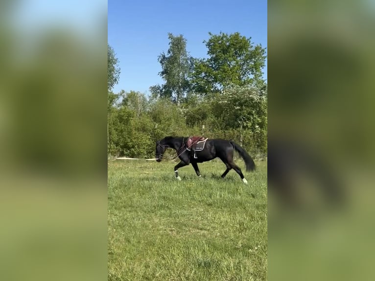 Francés de silla (Selle francais) Caballo castrado 6 años 172 cm in Besan&#xE7;on