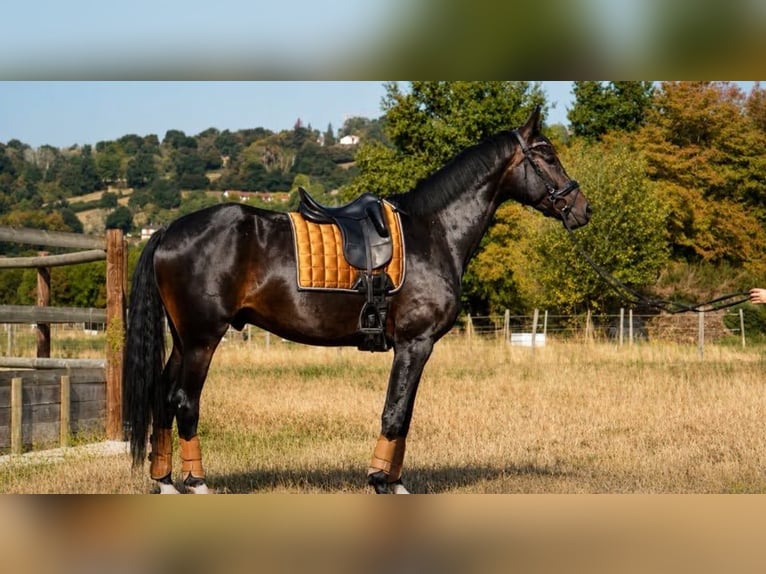 Francés de silla (Selle francais) Caballo castrado 6 años 173 cm Negro in Isère