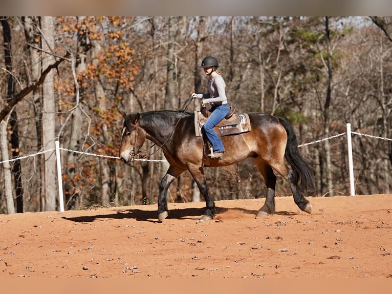 Francés de silla (Selle francais) Mestizo Caballo castrado 6 años Buckskin/Bayo in Clover
