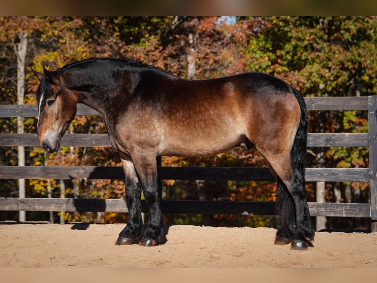 Francés de silla (Selle francais) Mestizo Caballo castrado 6 años Buckskin/Bayo in Clover