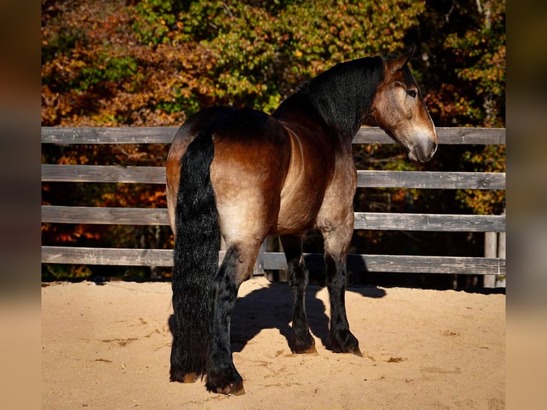 Francés de silla (Selle francais) Mestizo Caballo castrado 6 años Buckskin/Bayo in Clover