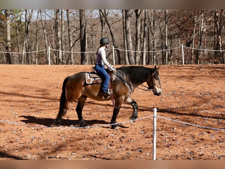 Francés de silla (Selle francais) Mestizo Caballo castrado 6 años Buckskin/Bayo in Clover