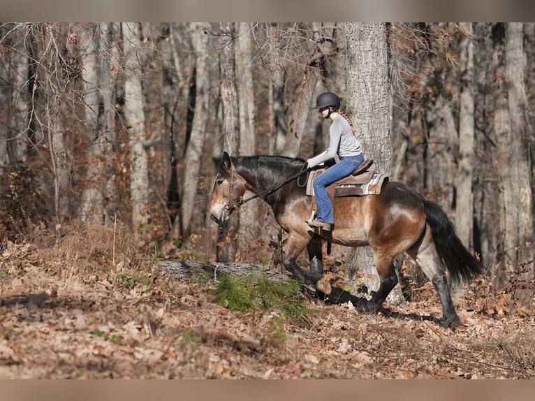Francés de silla (Selle francais) Mestizo Caballo castrado 6 años Buckskin/Bayo in Clover