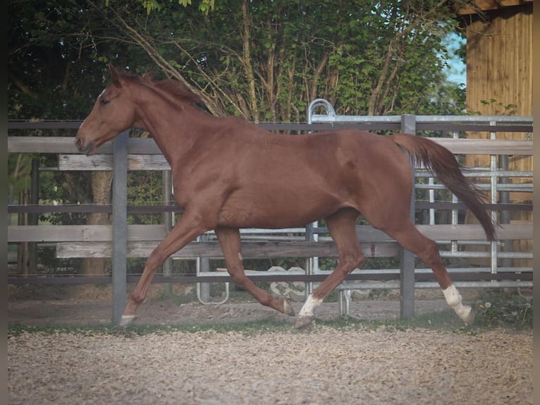 Francés de silla (Selle francais) Caballo castrado 7 años 160 cm Alazán in Pastetten