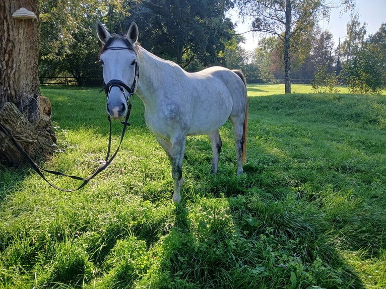 Francés de silla (Selle francais) Caballo castrado 7 años 165 cm Tordo rodado in Bad Sch&#xF6;nborn