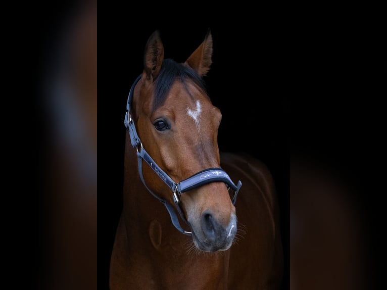 Francés de silla (Selle francais) Caballo castrado 7 años 170 cm Castaño in Colmar