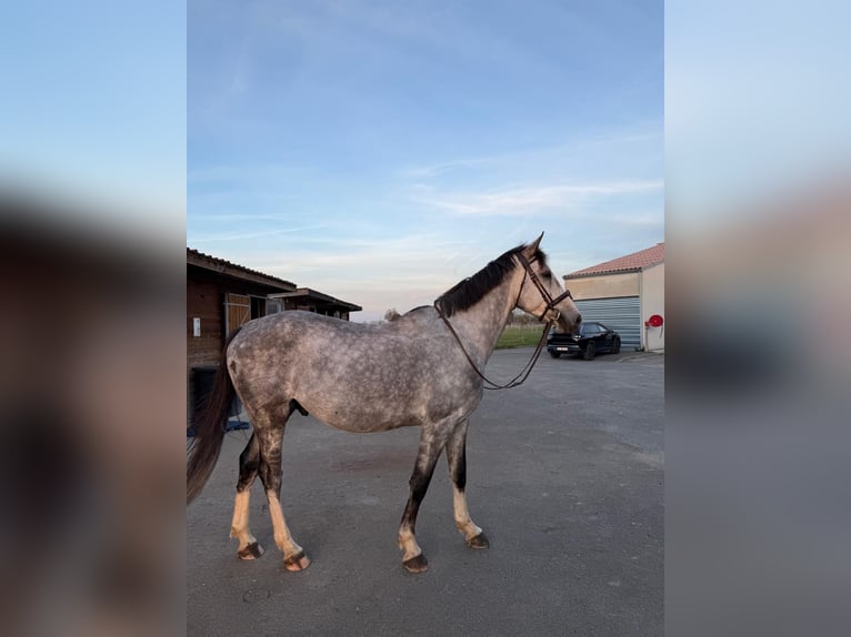 Francés de silla (Selle francais) Caballo castrado 7 años 170 cm Tordo picazo in MURET
