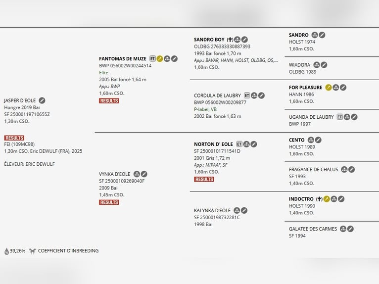 Francés de silla (Selle francais) Caballo castrado 7 años 172 cm Castaño in Coudekerque-Branche