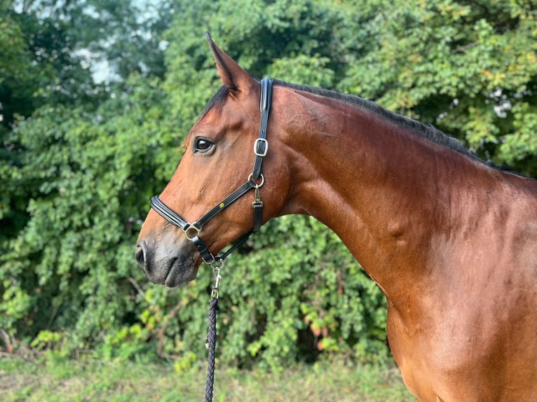 Francés de silla (Selle francais) Caballo castrado 7 años 176 cm Castaño in Worms Francés de silla (Selle francais) Caballo castrado 7 años 176 cm Castaño in Worms