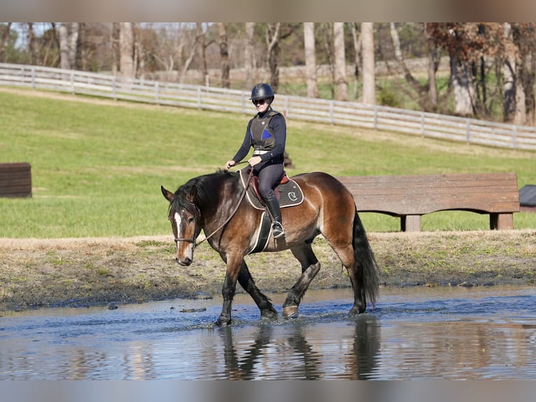 Francés de silla (Selle francais) Mestizo Caballo castrado 7 años Buckskin/Bayo in Clover
