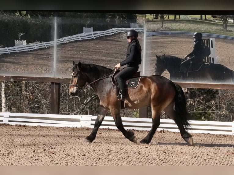 Francés de silla (Selle francais) Mestizo Caballo castrado 7 años Buckskin/Bayo in Clover