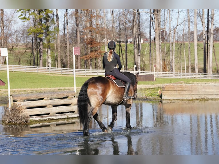 Francés de silla (Selle francais) Mestizo Caballo castrado 7 años Buckskin/Bayo in Clover