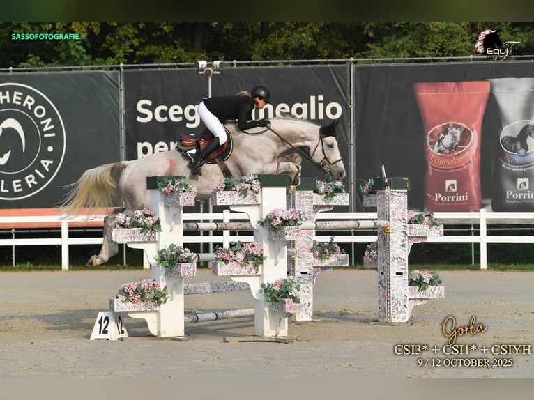 Francés de silla (Selle francais) Caballo castrado 7 años White/Blanco in Montpellier