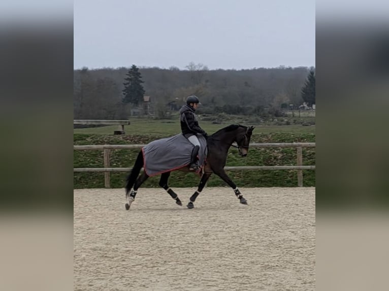 Francés de silla (Selle francais) Caballo castrado 8 años 163 cm Castaño oscuro in Courtenay