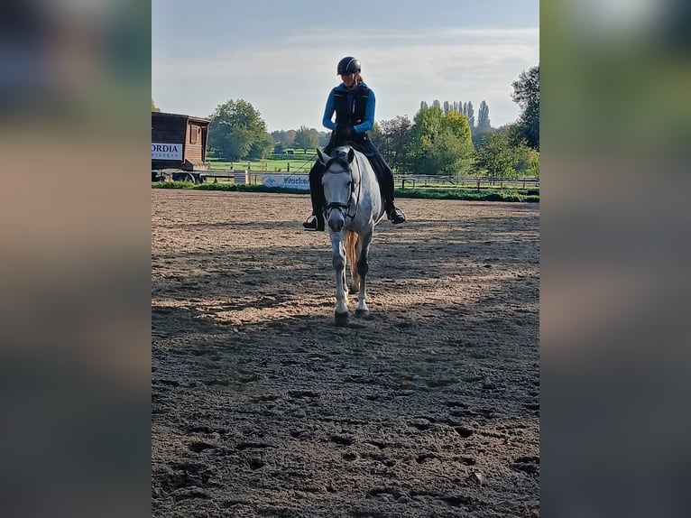 Francés de silla (Selle francais) Caballo castrado 8 años 165 cm Tordo rodado in Bad Schönborn
